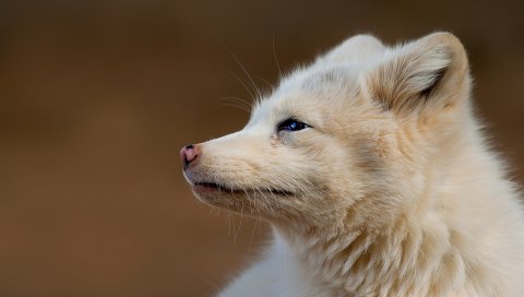 Лиса, лицо, волосы, профиль
