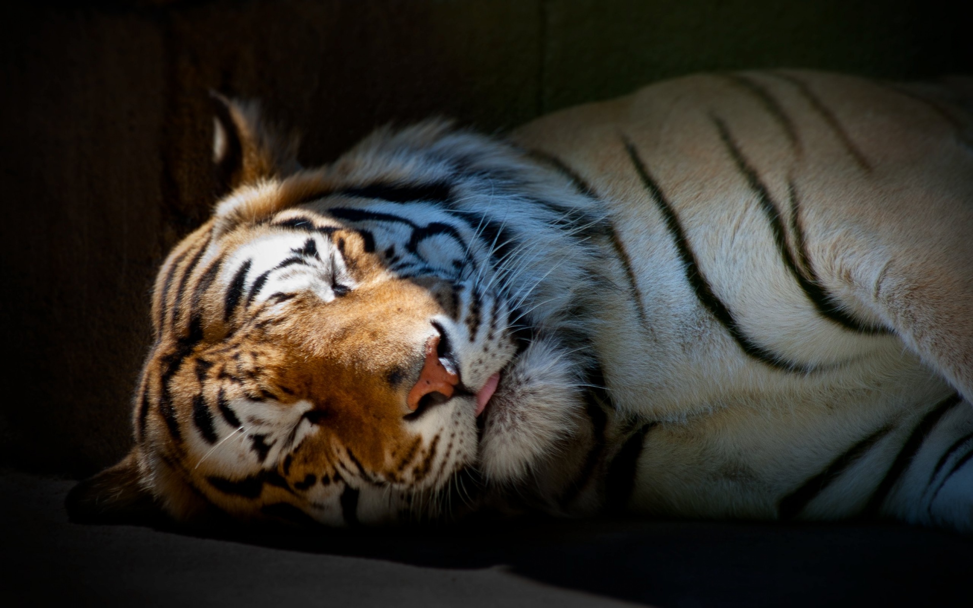 Картинки Тигр, сон, тень, полосатый, большой кот, хищник фото и обои на рабочий стол
