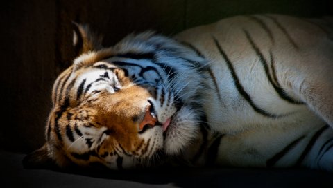 Тигр, сон, тень, полосатый, большой кот, хищник