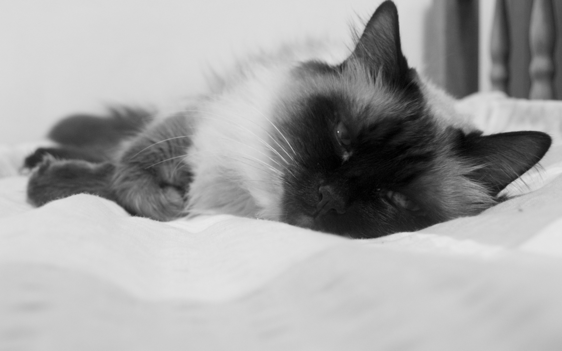 Картинки Кошка, пушистая, цветная, пятнистая, лежа, спящая фото и обои на рабочий стол