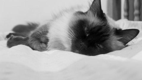 Кошка, пушистая, цветная, пятнистая, лежа, спящая