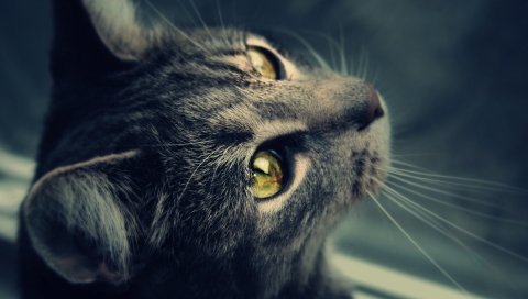 Кошка, мех, глаза