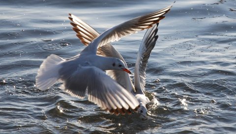Чайки, птицы, полет, вода, море