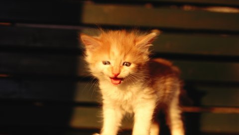 Котенок, ребенок, пятнистый, испуганный