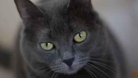 Кошка, лицо, пушистый, взгляд, грусть