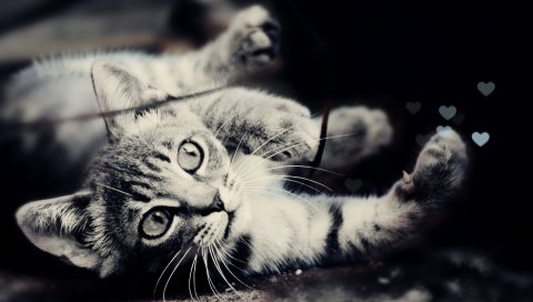 Котенок, ложь, взгляд, черно-белый