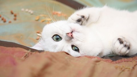 Кошка, ложь, легкая, маленькая, игривая