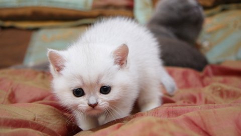 Котенок, свет, цвет, игривый