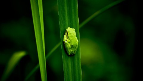 Лягушка, болото, растение, скалолазание