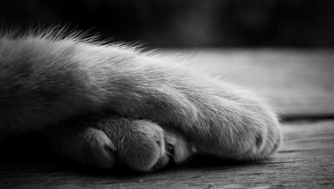 Кошка, лапы, мех, черный и белый
