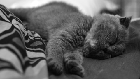Котенок, лежа, черный и белый, сон