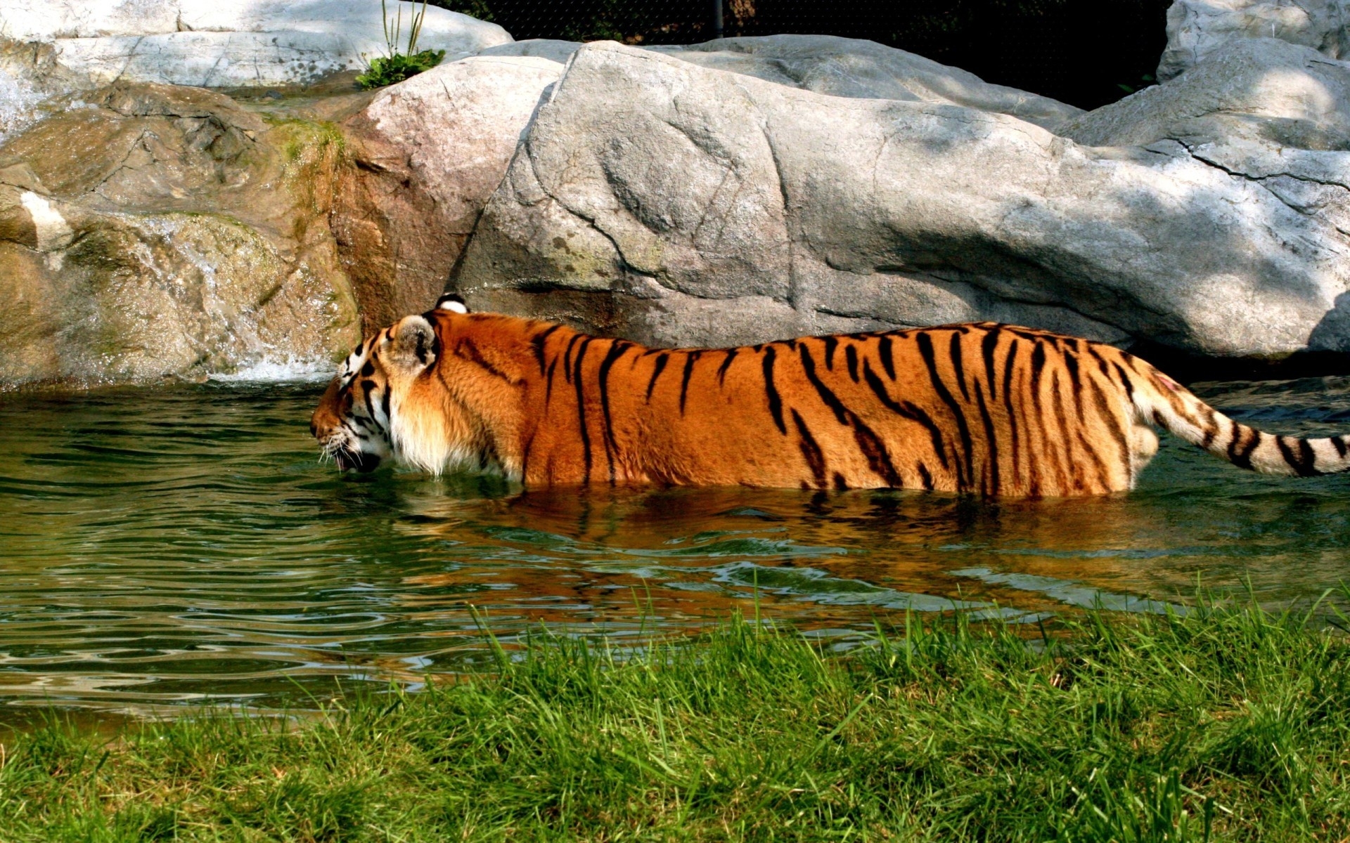 Картинки Тигр, большой кот, плотоядное животное, плавание, вода, скалы фото и обои на рабочий стол