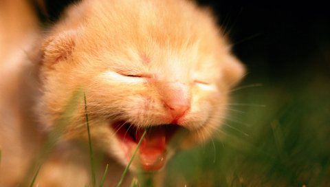 котенок , плача, лицо, ребенок, беззащитного