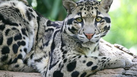 Суданский дымчатый леопард, лицо, большая кошка, хищник, пятнистый