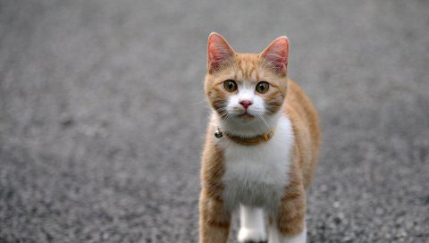 кошки, лицо, ноги, цвет, дороги