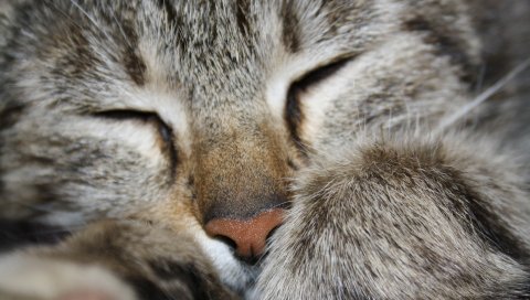 кот, лапа, полосатый, лицо