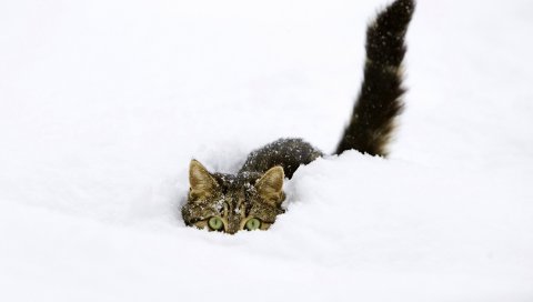 кошка, снег, хвост, игривый, восхождение