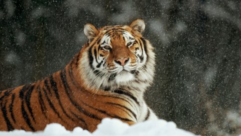 тигр, снег, полосатый, хищников, большая кошка
