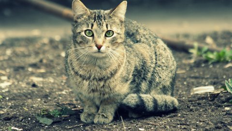 кошка, лицо, сон, полосатая