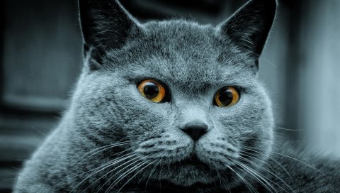 кошка, цвет, глаз, удивление