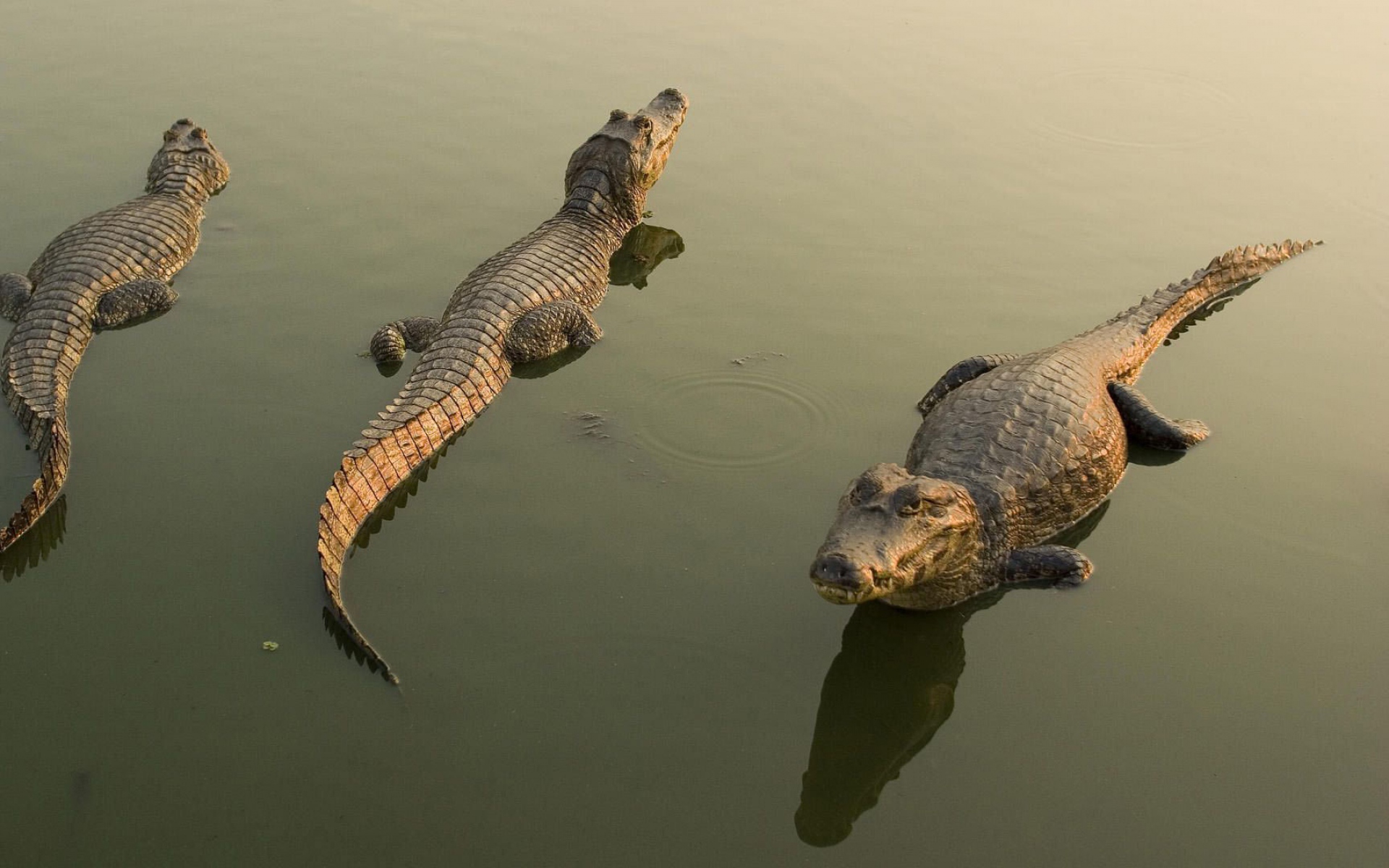 Крокодил животное в воде. Alligator. Крокодил Аллигатор Кайман. Нильский Аллигатор. Миссисипи Аллигаторы.