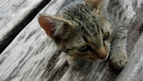 кошки, пол, ложь, лицо