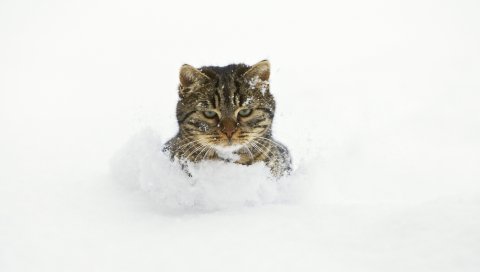 кошка, снег, лицо, игривый