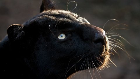 пантера, большая кошка, морда, хищник, темный