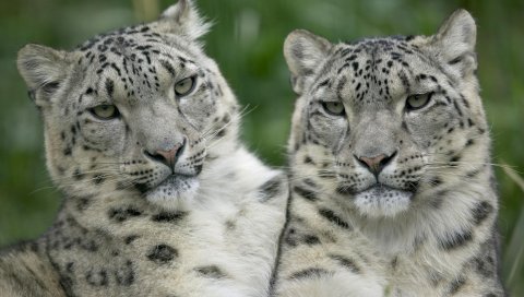 леопард, пара, взгляд, большая кошка, хищник