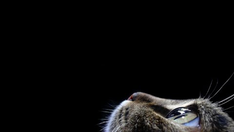 кошка, лицо, глаз, темная