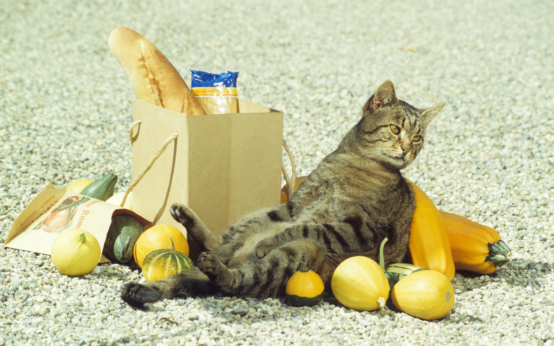 Картинки кот , мешок, фрукты, сидя, смешной фото и обои на рабочий стол