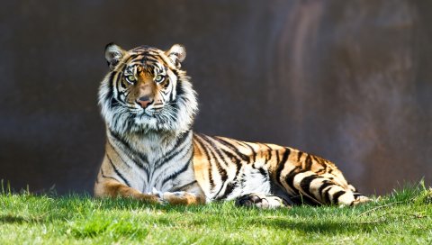 тигр, хищник, большая кошка, ложь,трава