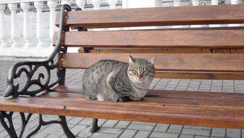 кот, скамейка, сидя, полосатые