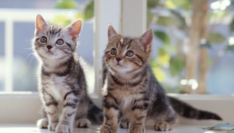 котята, полосатая,