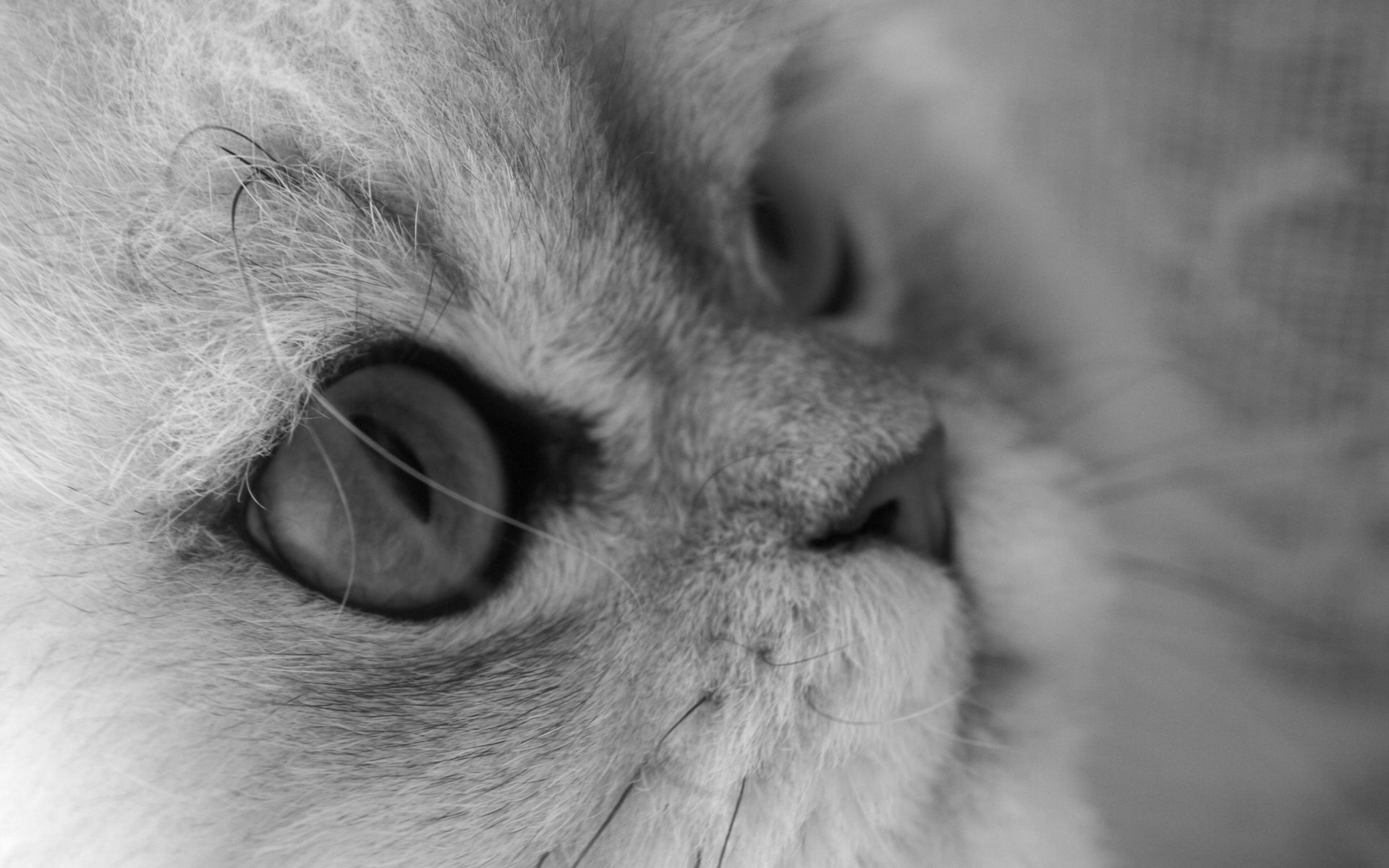 Картинки кот, лицо, шерсть, глаза фото и обои на рабочий стол