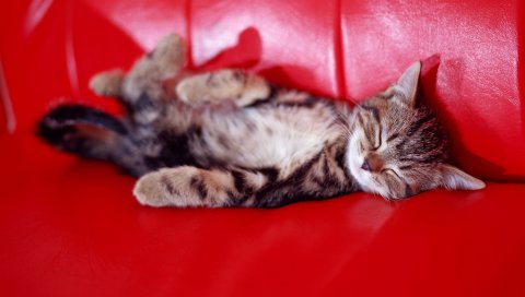 кошка, диван, вниз, полосатый