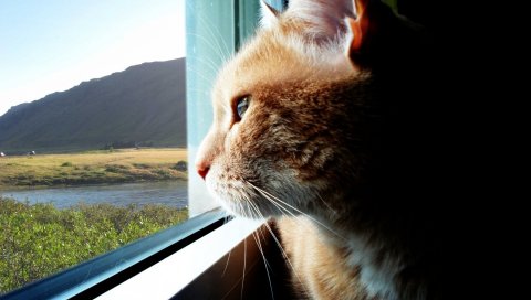 кошка, окно, профиль, шерсть