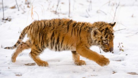 тигра, лицо, ребенок, большая кошка, хищник