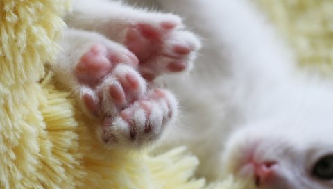 котенок, лапы, милый, яркий