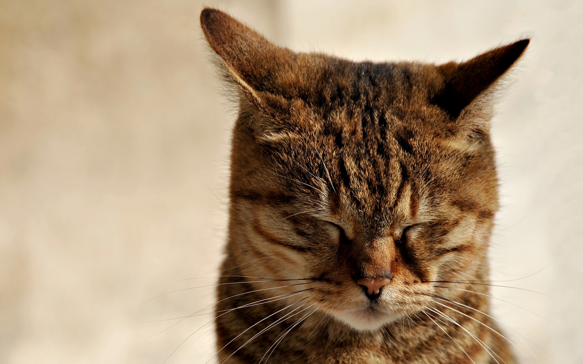 Коты все остальное