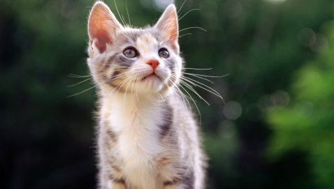 котенок, ребенок, полосатый