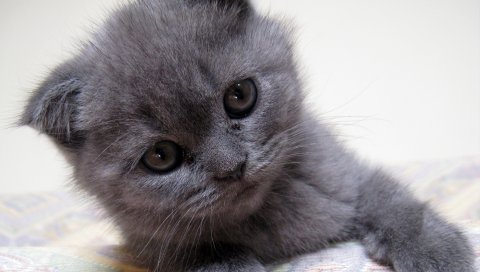 котенок, лицо, глаза, шерсть, ребенок