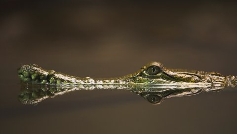 крокодил, морда, вода, глаза, опасный