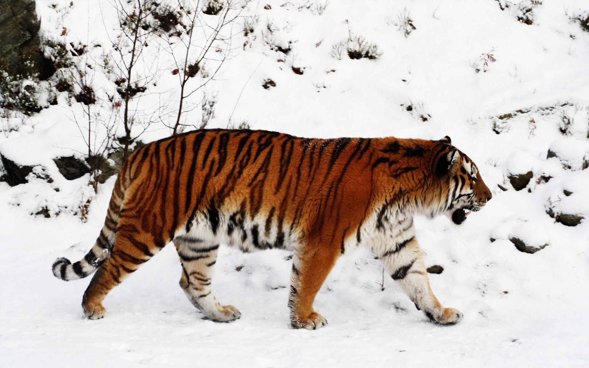 Картинки тигр, снег, ходить, цвет, большая кошка, хищник фото и обои на рабочий стол