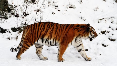 тигр, снег, ходить, цвет, большая кошка, хищник