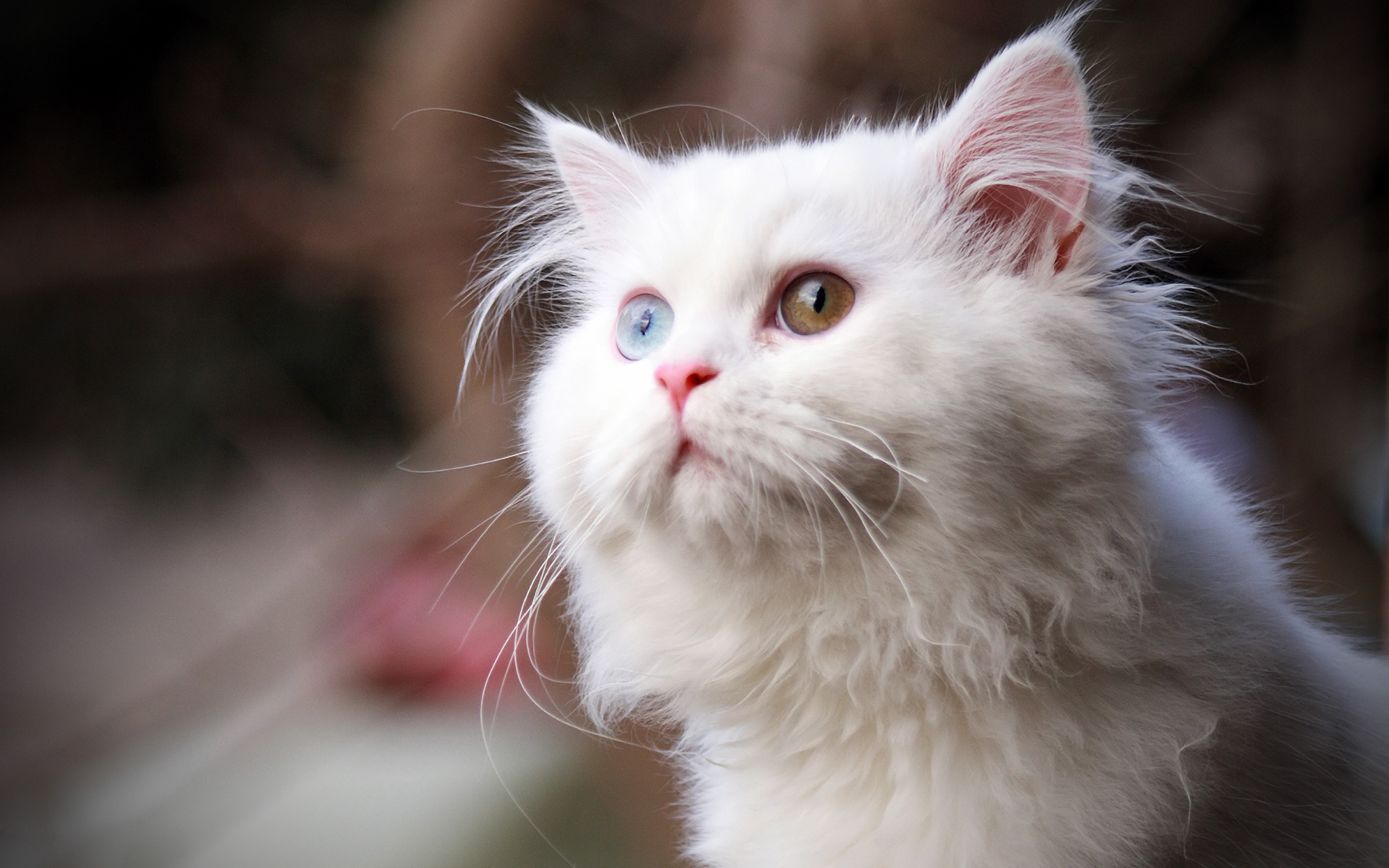 Картинки кот, пушистый, лицо, глаза, Heterochromia фото и обои на рабочий стол