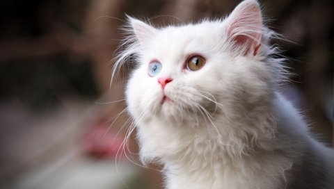 кот, пушистый, лицо, глаза, Heterochromia