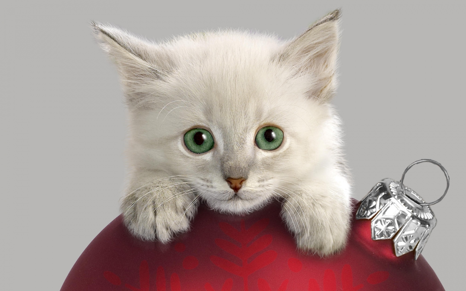 Картинки кошка, морда, рождественские украшения, любопытство фото и обои на рабочий стол