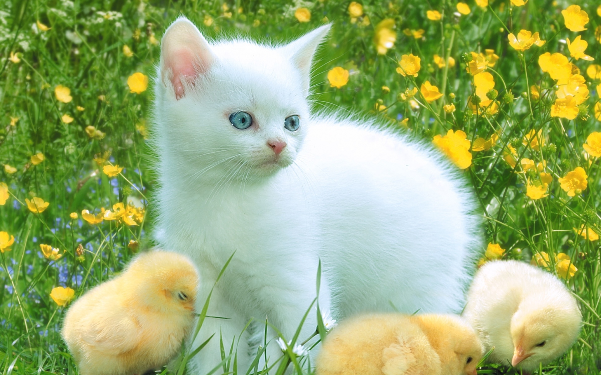 Картинки котенок, травы, куры, игривый фото и обои на рабочий стол