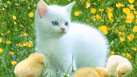 котенок, травы, куры, игривый